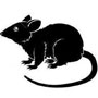 Rat
